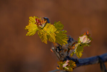 First buds on the vines in the vineyards of La Rioja, Spain.
