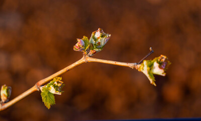 First buds on the vines in the vineyards of La Rioja, Spain.