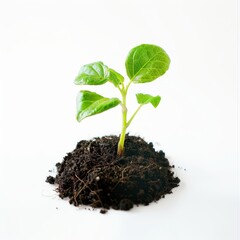 Young plant emerging from rich soil with delicate green leaves