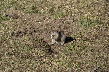 Kabardino-Balkaria. Chegem. Gopher stands on its hind legs and eats. Gopher (Latin Spermophilus) is genus of rodents of squirrel family. There is green and dry grass around gopher. October 2024.
