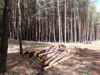 Human invasion of nature. Massive deforestation for construction. Destruction of ecology, bird nesting sites and wildlife habitats. 