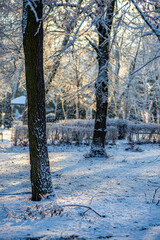 Winter january landscape in the park at morning,daylight on the picture ,beautiful morning with...