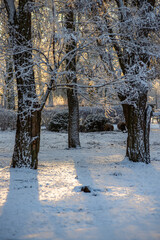 Winter january landscape in the park at morning,daylight on the picture ,beautiful morning with...