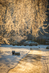 Winter january landscape in the park at morning,daylight on the picture ,beautiful morning with...