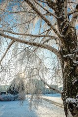 Winter january landscape in the park at morning,daylight on the picture ,beautiful morning with...