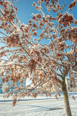 Winter january landscape in the park at morning,daylight on the picture ,beautiful morning with...