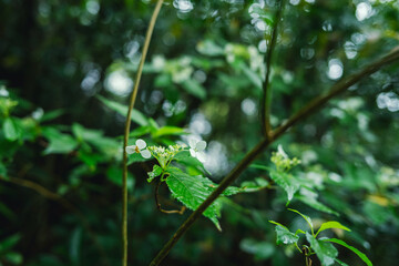 屋久島　千尋の滝