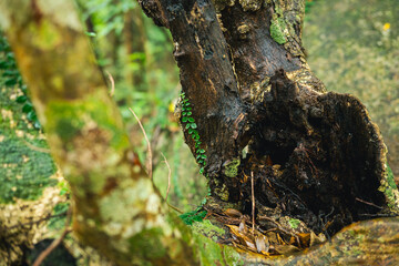 屋久島　千尋の滝