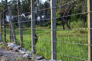 A simple country fence made of six layers of barbed wire on concrete posts.