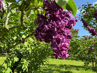 Flowering Lilac shrub in the spring park.