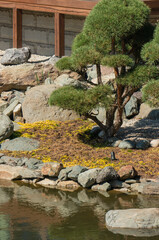 Japanese garden in Galitsky Park in Krasnodar. Topiary art. Figuratively trimmed trees and shrubs in karikomi style. Cowns of bushes and low-growing plants are trimmed in round shape.