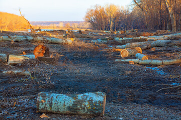 Deforested area with felled tree trunks scattered across the ground, showing clear signs of logging activity. Leafless trees line the edges, and the horizon reveals open, barren land