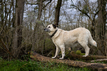 Obraz premium White dog standing on the fallen tree in the forest
