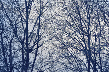 Photography from the landscape along former Skreiabanen Railroad between Lena and Kolbu, Toten, Norway, a day of January 2025.