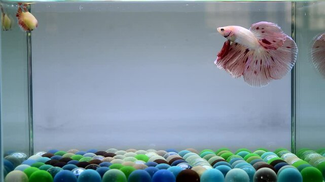 Betta fish fancy male vanda or firework halfmoon long tails from Thailand. Multi color Siamese fighting fish isolated on grey background.