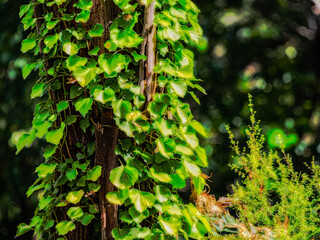 Bright Ivy Grows Up Tree Trunk