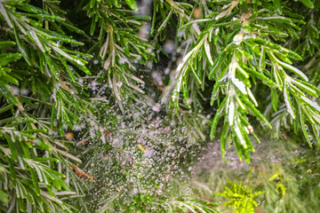 Dew drops on a spider web. Spider web against the background of vegetation
