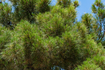 Gelendzhik. Pitsunda pine (Pinus brutia pityusa) is species of Calabrian or Turkish pine (Pinus brutia). Branches with long needles against blue autumn sky. Selective focus. Nature concept for design.