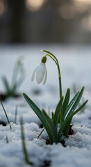 Delicate snowdrop flower blooming through early spring snow