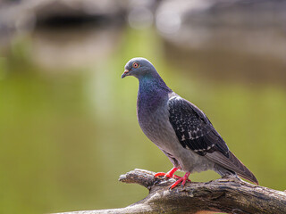 Poised Pigeon On Log Above River