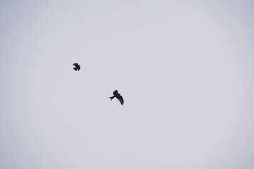Looking up to two birds with spread wings up in the sky at Swiss City of Zürich. Photo taken January 15th, 2025, Zurich Schwamendingen, Switzerland.