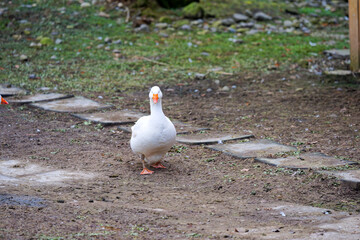 Close-up of white goose waddle on meadow and grazing at Swiss City of Zürich on a winter day. Photo taken January 15th, 2025, Zurich Schwamendingen, Switzerland.