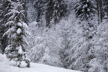 Snow-covered trees in the mountains