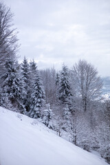 Snow-covered trees in the mountains