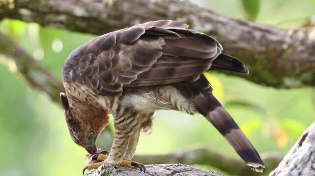Wallace's hawk-eagle (Nisaetus nanus) perched on a branch while eating its prey in its natural habitat