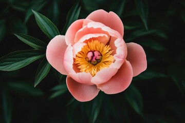 A single pink flower with a bright yellow center surrounded by green leaves, ideal for use in floral arrangements or as a decorative element