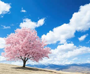 Fototapeta premium Cherry blossom tree blue sky in spring landscape