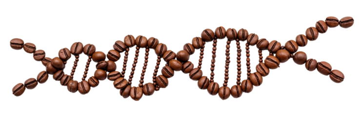 DNA strand made of coffee beans isolated on a transparent background