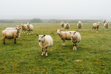 Sheep in a pasture on a farm