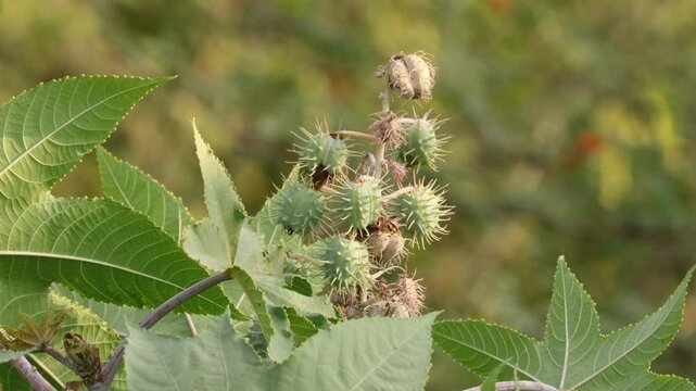 Green Medical seeds Castor oil plant, vegetal from where extracts the known laxative castor oil, used to produce biodiesel Castor oil plant, Ricinus communis, commonly known as castor oil plant. 