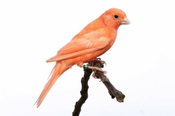 canari