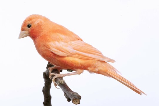 canari