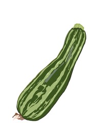 Illustration zucchini or cucumber isolated on white background.