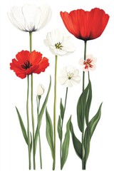 Fototapeta premium Delicate of blooming red white poppies in minimalist style