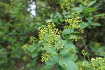 Fototapeta premium Flowers and buds of European smoketree in May