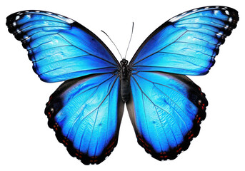 PNG Morpho butterfly invertebrate accessories accessory.