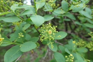 Pale yellow flower and numerous buds of European smoketree in May