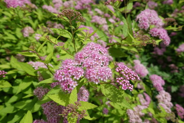 Bright pink flowers and buds of Japanese spiraea in mid June