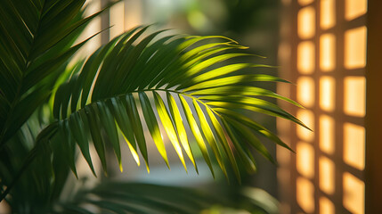 Sunlit Palm Leaf, Interior, Lattice, Relaxation