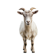 Fototapeta premium A animal from a farm, goat on isolated transparent background