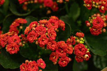 Awesome small red flowers in spring garden