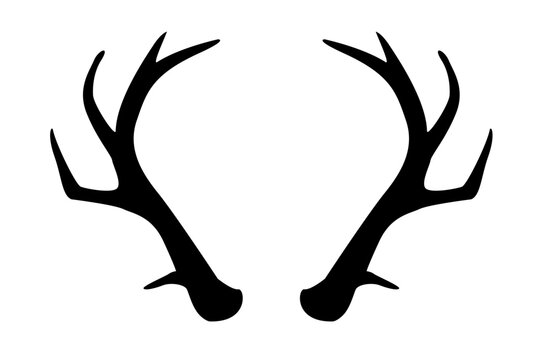 Geweih, Hirsch, Reh, Outdoor - Vektor