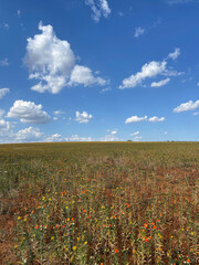 field of poppies
