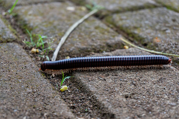 A millipede is seen crawling on a stone surface in a closeup view.