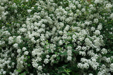 Abundant white flowers of Van Houtte Spirea in May