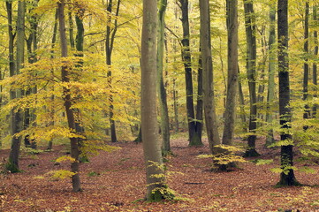 Forêt de hêtres